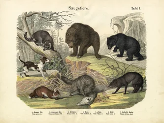 Mammals, c.1860